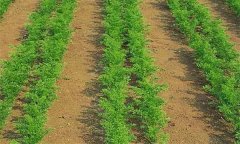 種植胡蘿卜何時間苗和定苗、如何中耕除草